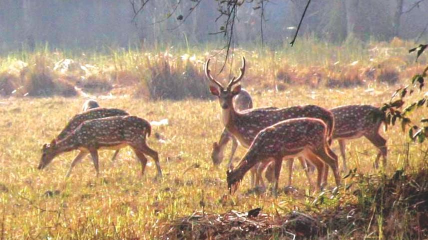 deer.jpg