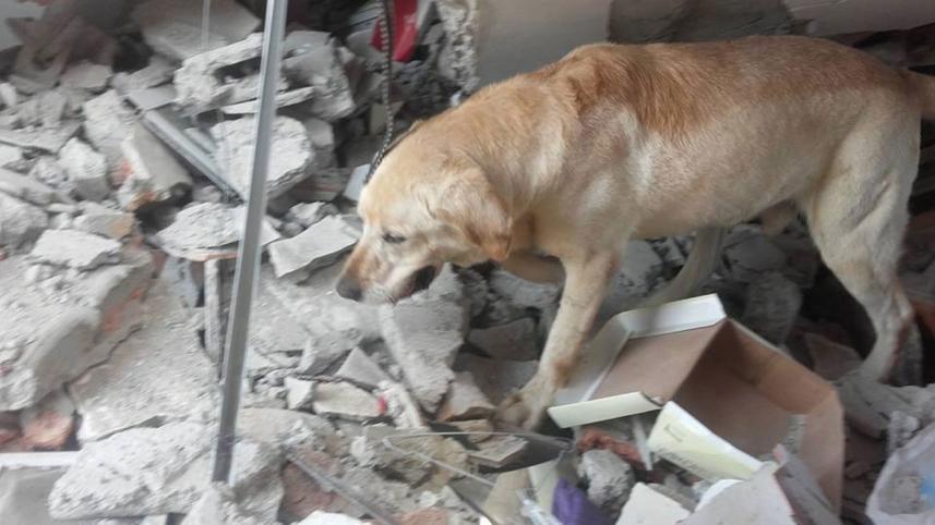 dog-1.jpg