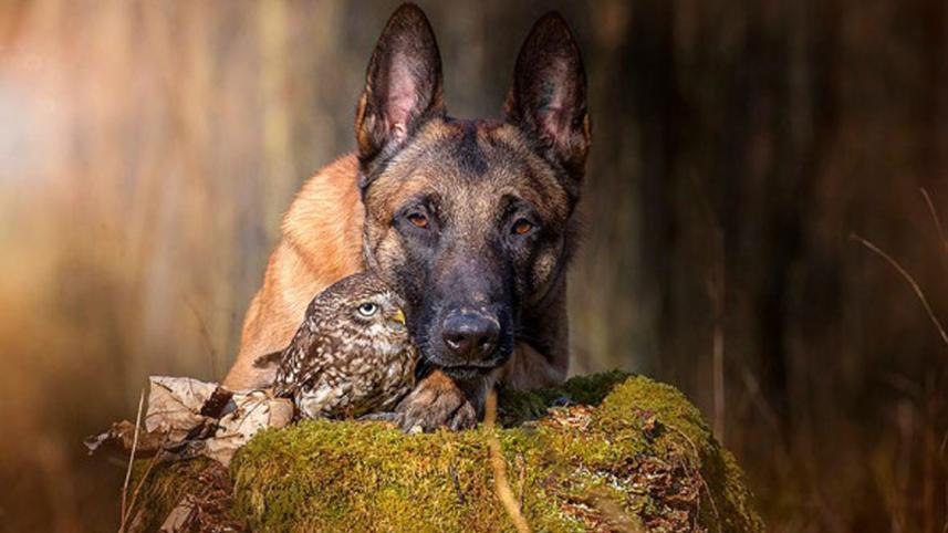 dog10.jpg