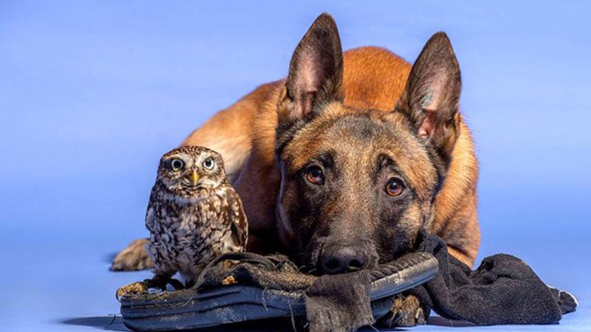 dog6.jpg