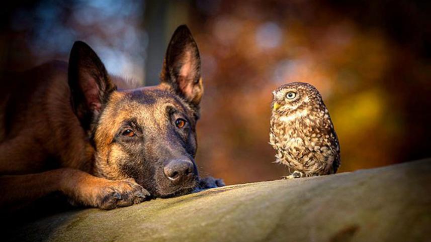dog7.jpg