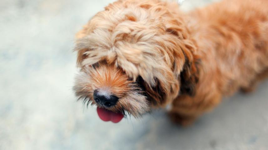 dog.jpg