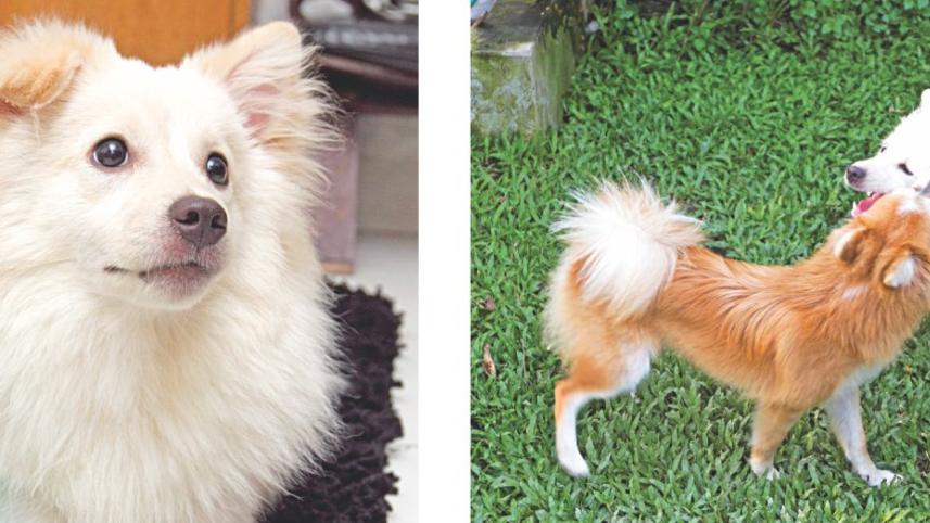 dog.jpg