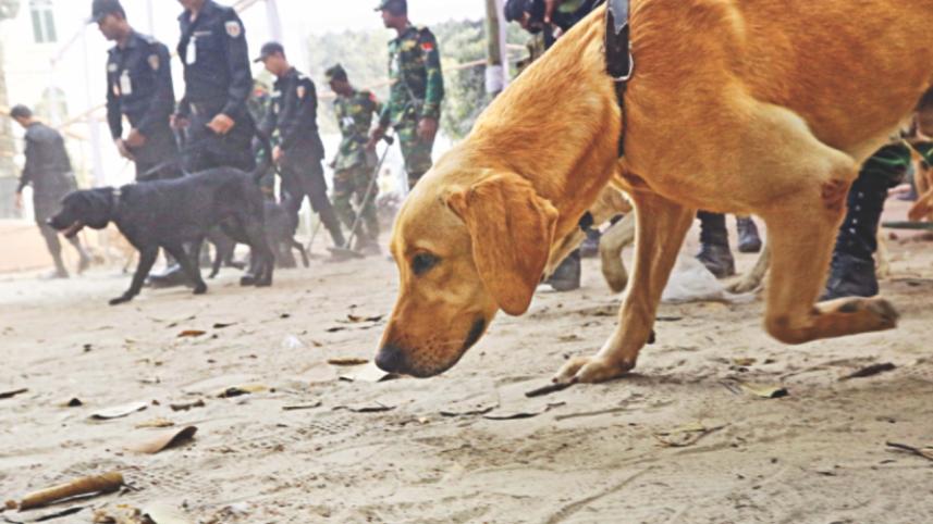 dog squad.jpg