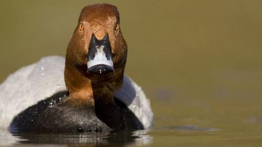duck.jpg