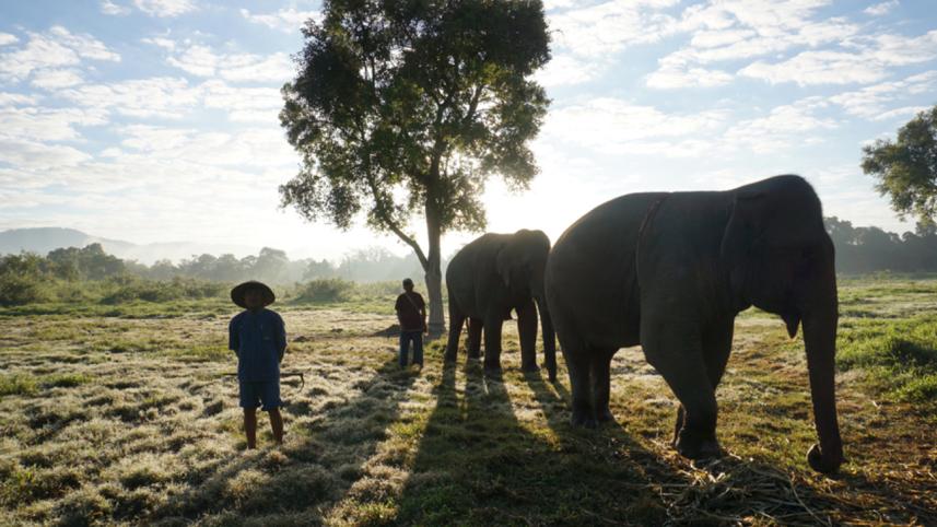 elephants_Nation.jpeg