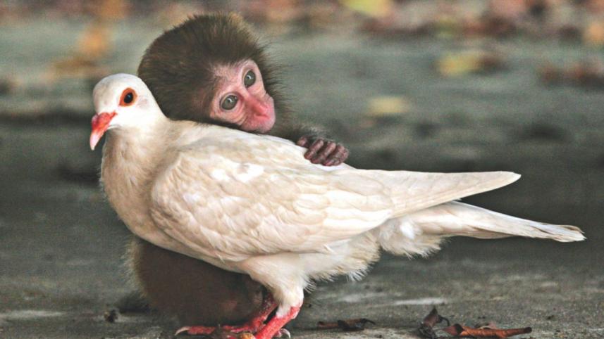 Fantastic Birds
