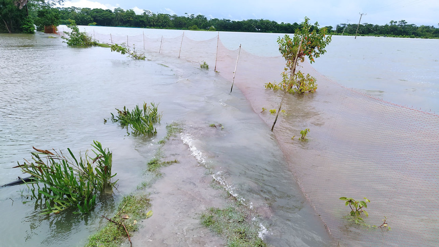 fish-web-2.jpg