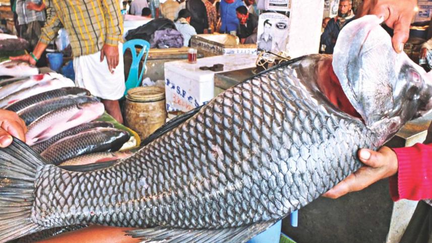 fish3.jpg