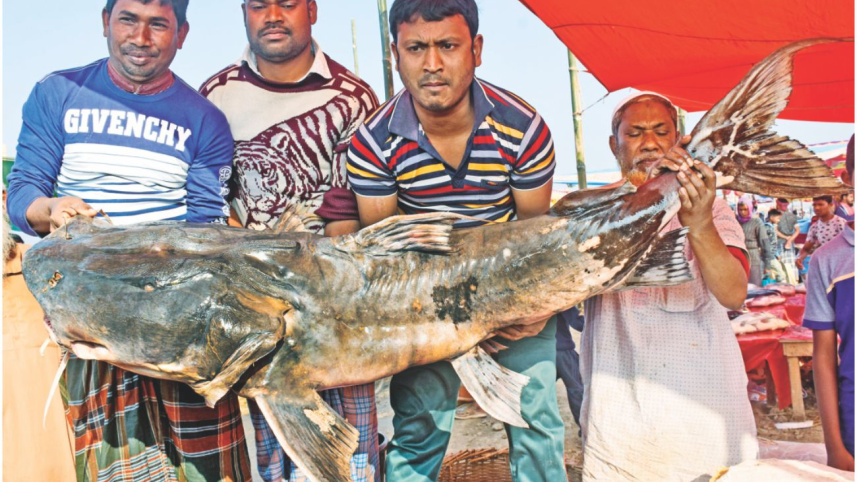 fish4_0.jpg