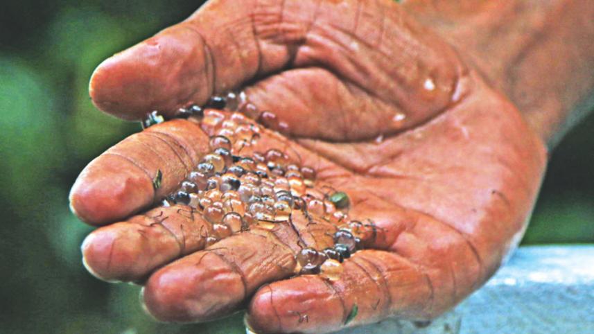 fish eggs.jpg