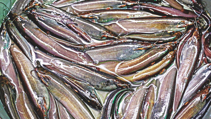 fish_fair4.jpg