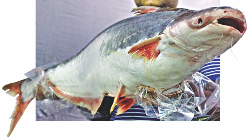 fish_fair5.jpg