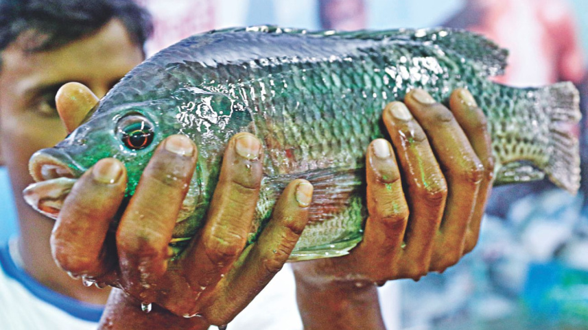 fish_fair8.jpg