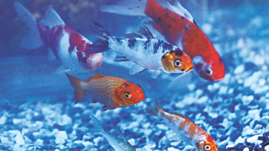 fish_fair_6.jpg