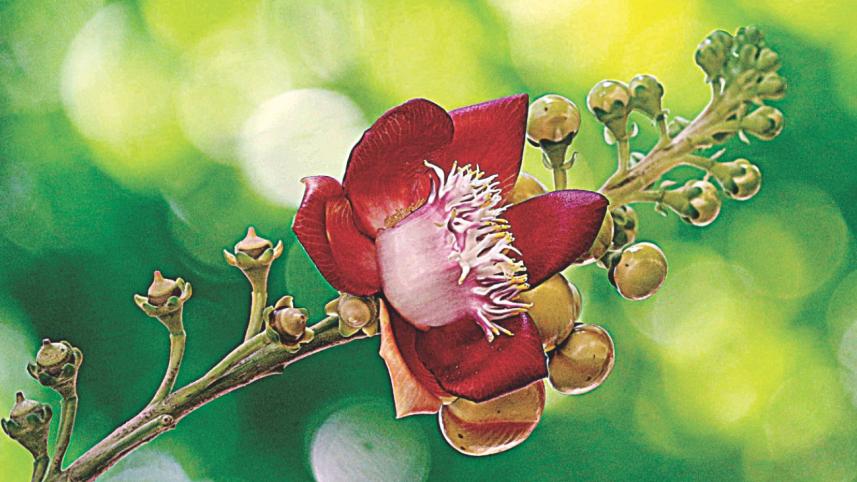flower2_0.jpg