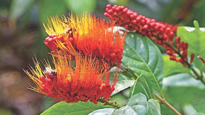 flower5.jpg