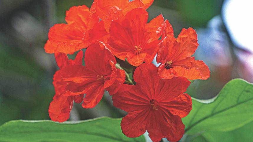 flower6.jpg