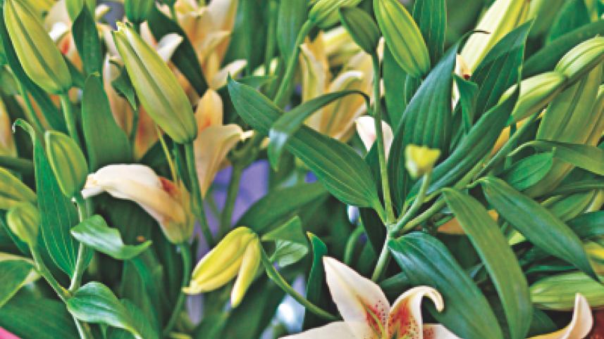 Flower Fiesta 5.jpg