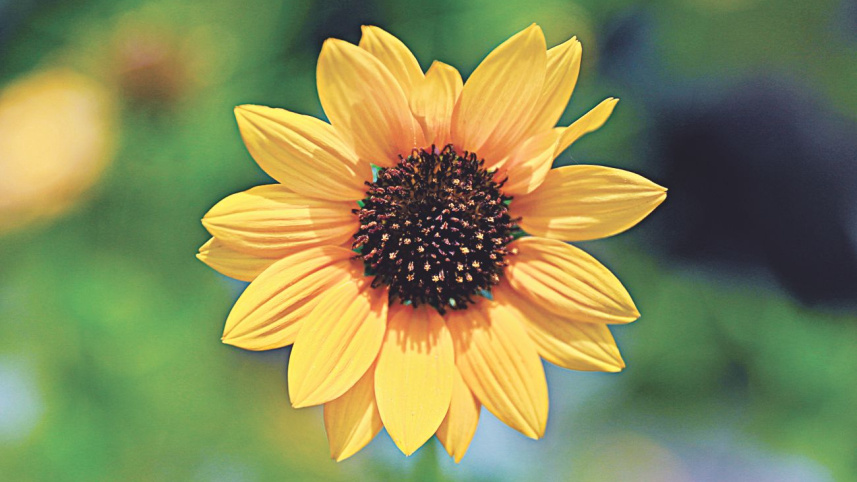 flowers11.jpg