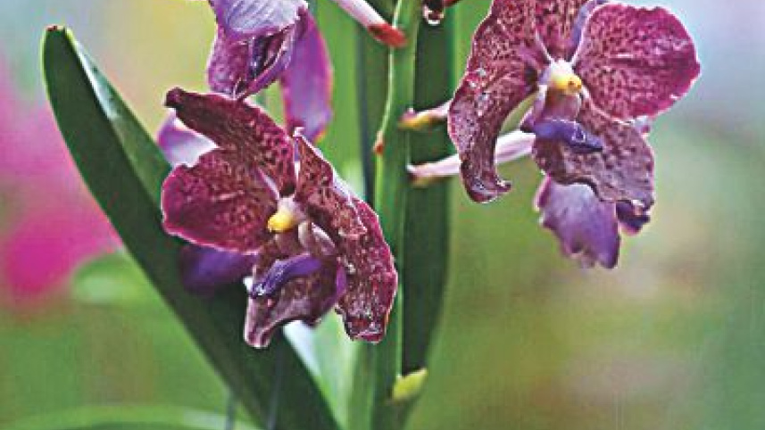 flowers12.jpg