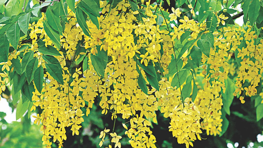 flowers4.jpg