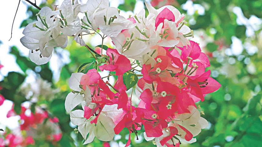 flowers9.jpg