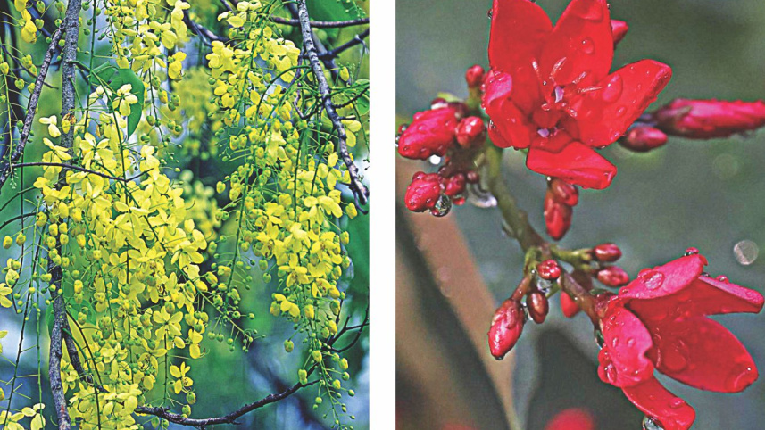 flowers_1.jpg