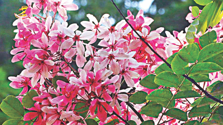 flowers_4.jpg