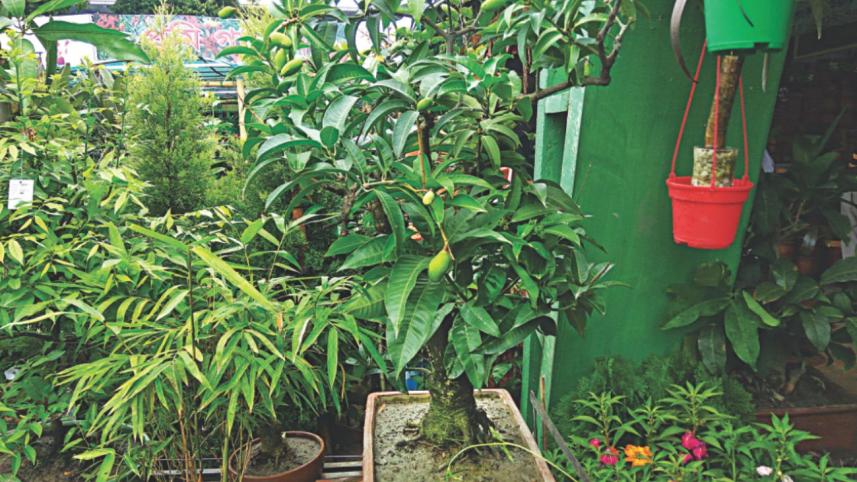 garden_2.jpg