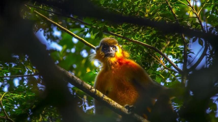 gibbon.jpg