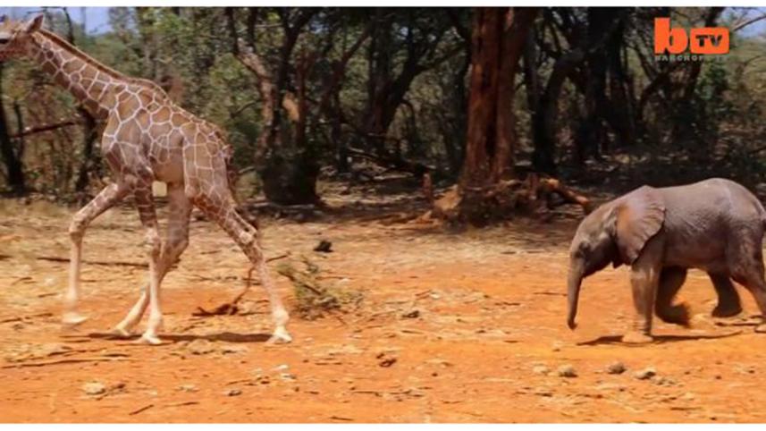 giraff.jpg