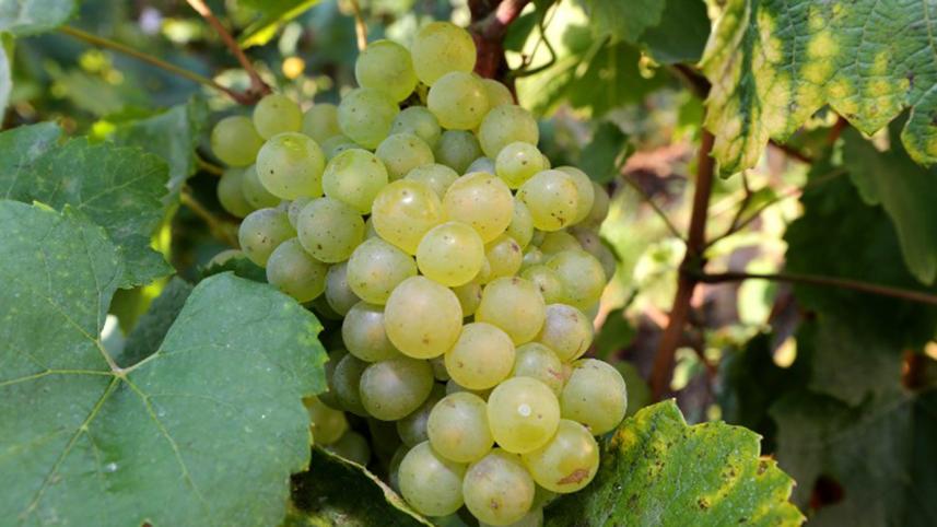 grapes.jpg