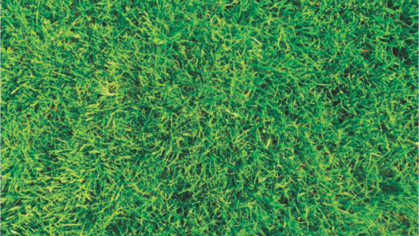 grass.jpg