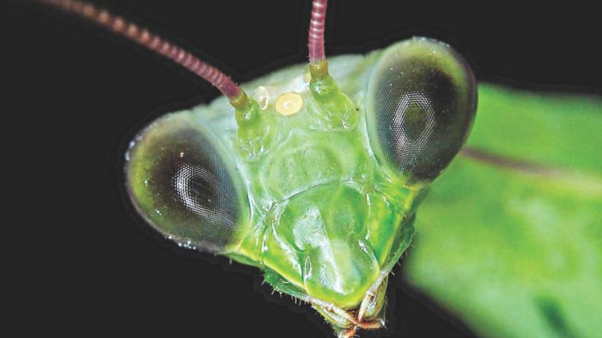 grasshopper