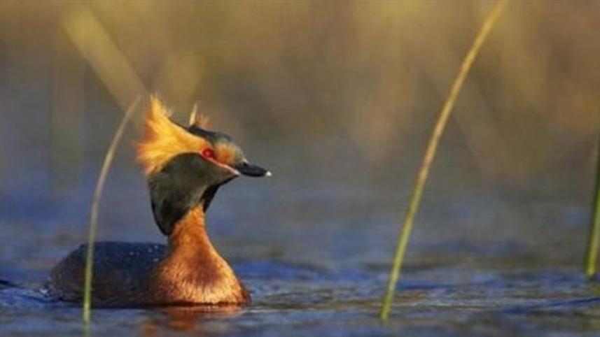 grebe.jpg