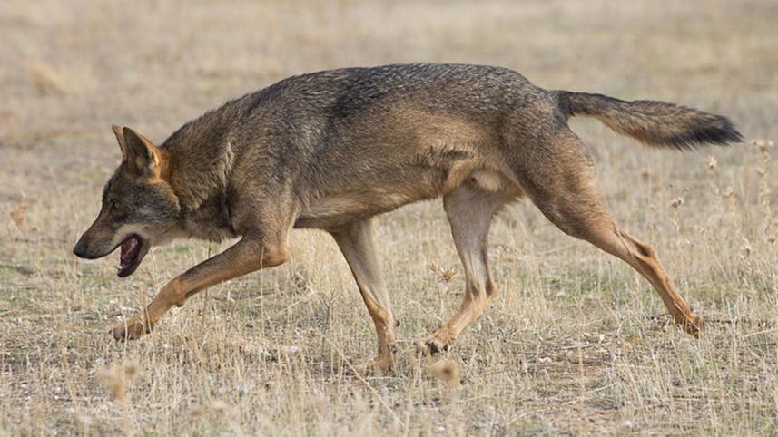 Grey wolf.jpg