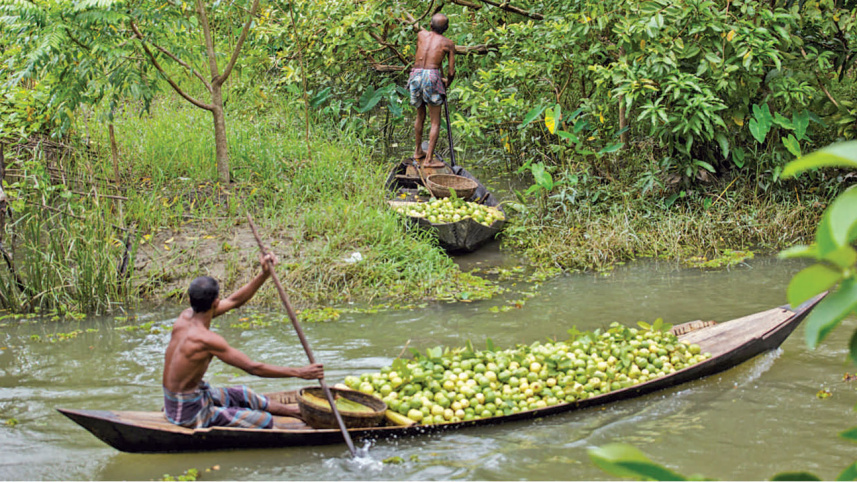 Guavas3.jpg