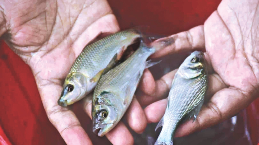 haldas_broodfish_2.jpg