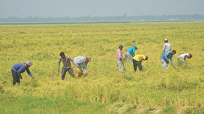 harvest_fest_1.jpg