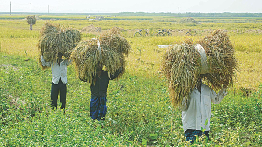 harvest_fest_2.jpg
