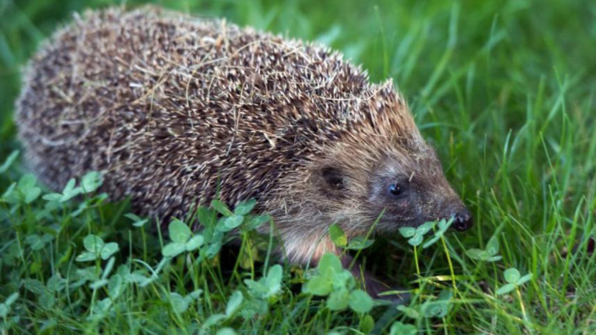 Hedgehog--3.jpg