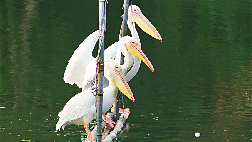 heron.jpg