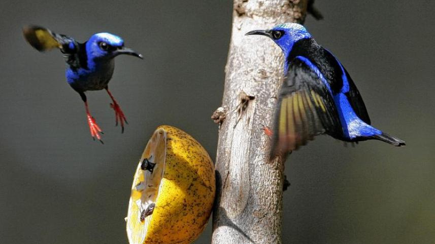 HUmmingbird 2.jpg