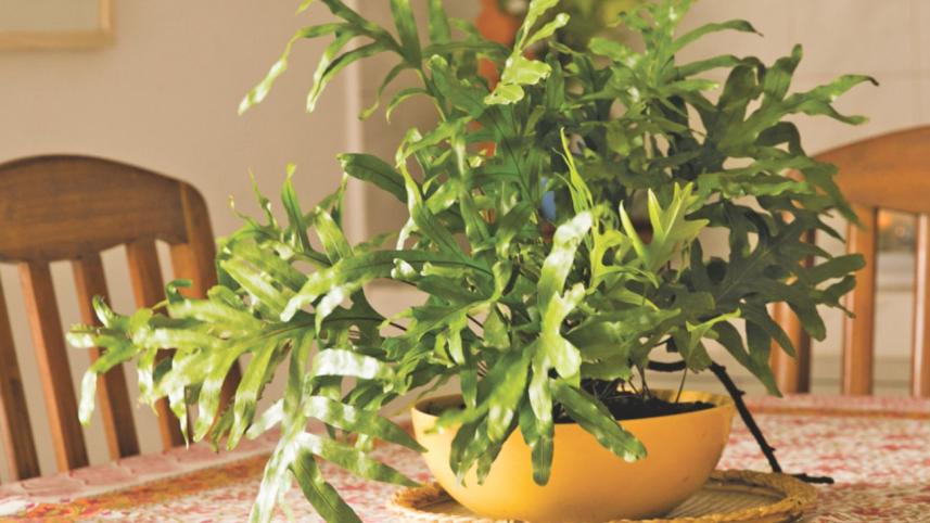 indoor garden