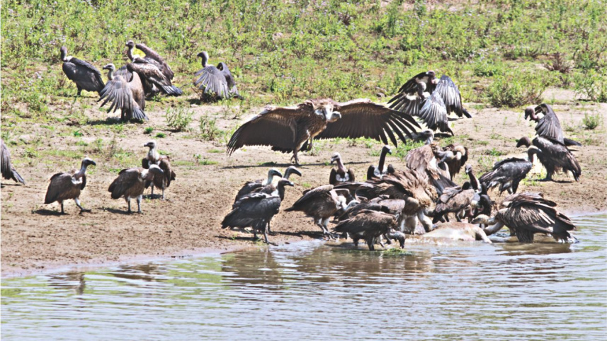 jatayu.jpg
