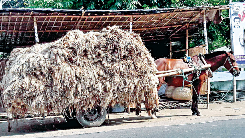 jute_10.jpg