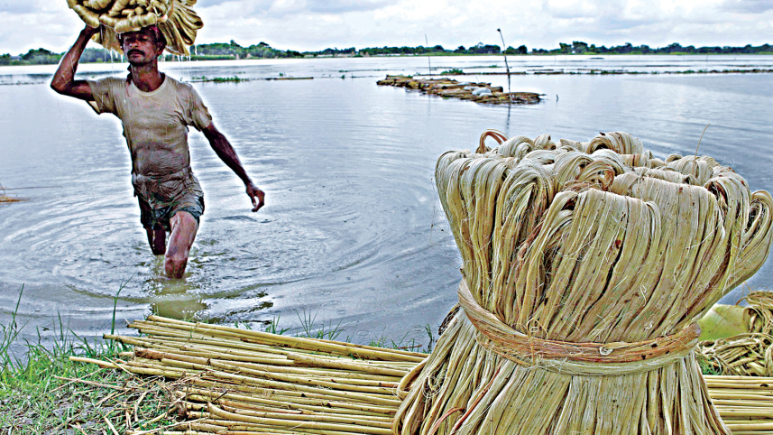 jute_6_0.jpg