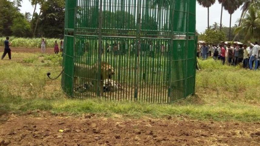 lions1.jpg
