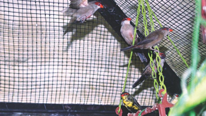 love_finches_2.jpg